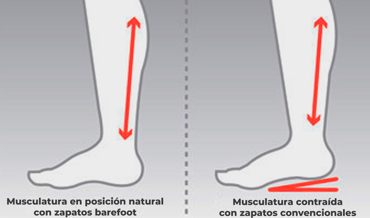 zapatos infantiles respetuosos barefoot minimalistas efecto sobre el largo de la musculatura de la piertna